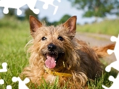 Terrier australijski, Piesek
