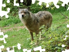Wilk, Roślinność, Szary