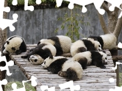 Drzewa, Pandy