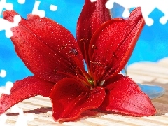 Lilia, Czerwona