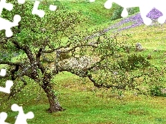Łąki, Drzewo