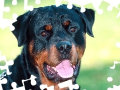 Rottweiler, Pies
