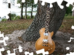 Pień, Drzewa, Gitara