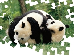 Dwie, Pandy, Zabawa
