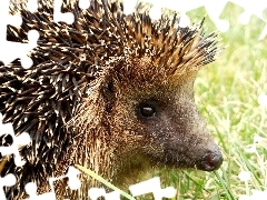 Jeż