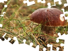 Trawa, Borowik, Grzyb, Prawdziwek