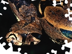 Wąż