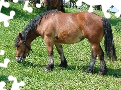 Łąka, Konik