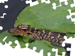 Krokodyl, Liście, Mały