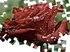 Rosy, Krople, Bordowa, Róża