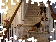 choinka, schody, trzy, Beagle Harriery