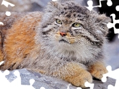 Manul, Skała, Leżący