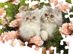 Trawa, Kwiaty, Koty, Perskie