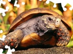 Żółw