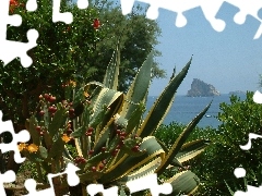 Sycylia, Panarea, Kaktus, Morze