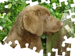 Szczeniak, Chesapeake Bay retriever