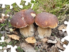 Jesień, Liście, Prawdziwki, Las