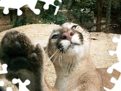 Puma, Łapa