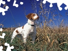 Łąka, Brittani Spaniel