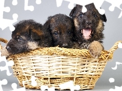 Niemieckie, Owczarki, Trzy, Kosz, Szczeniaczki