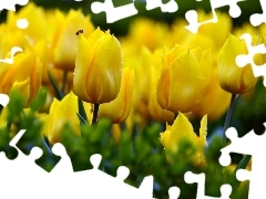 Tulipany, Owad, Żółte
