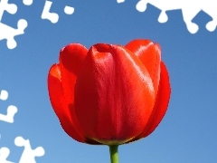 Tulipan, Czerwony