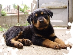 szczeniak, Rottweiler, Słodki
