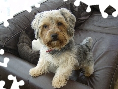 Czarna, Kanapa, Yorkshire Terrier