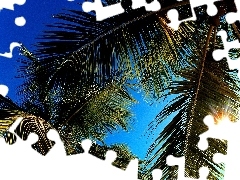 Słoneczne, Promienie, Liście, Palm