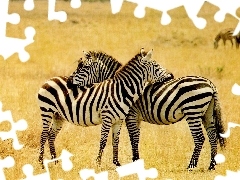 trawa, sawanna, zebry