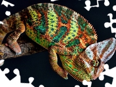 Kameleon, Kolorowy