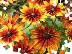 Rudbekia, Żółta, Kwiaty, Pomarańczowo