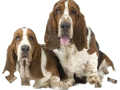Długie, Basset Hound, Dwa, Uszy, Pieski
