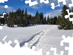 Śnieg, Koleiny, Las