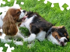 Trawa, Toy Spaniel Angielski, Dwa, Pieski