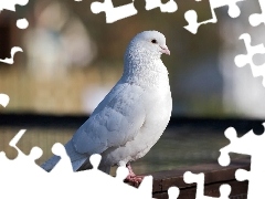 Gołąb, Biały