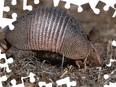 Pancernik