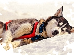 Śnieg, Odpoczynek, Husky