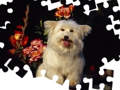 Języczek, Kwiatki, Coton de Tulear