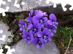 Kamienie, Bratek