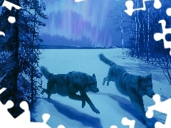 Śnieg, Wilki, Zima, Las