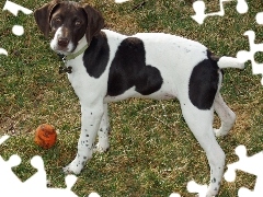 łaty, Pointer