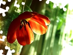 Tulipan, Czerwony