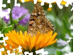 Kwiat, Mniszek, Motyl
