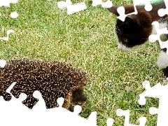 Jeż, Kot