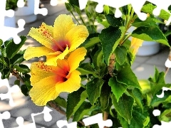 Hibiskus, Żółty