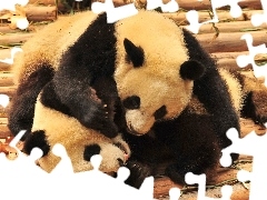 ZOO, Pandy