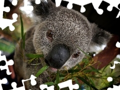Koala, Drzewo, Miś