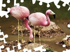 Flamingi Andyjskie