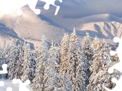 Choinki, Śniegiem, Góry, Promienie Słońca, Pokryte